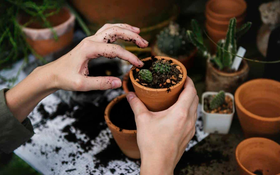 arranging plant soil on pot