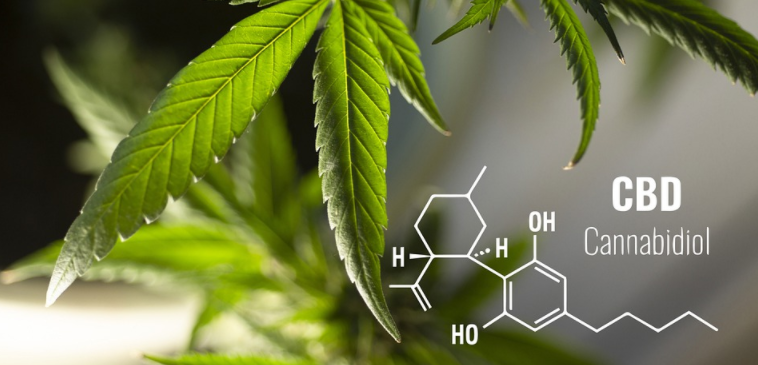 Cannabidiol 