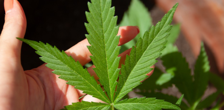 Marijuana