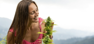 Cannabis 