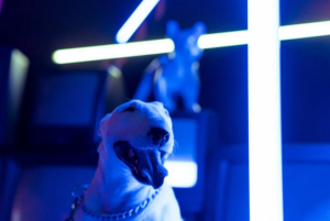 dog