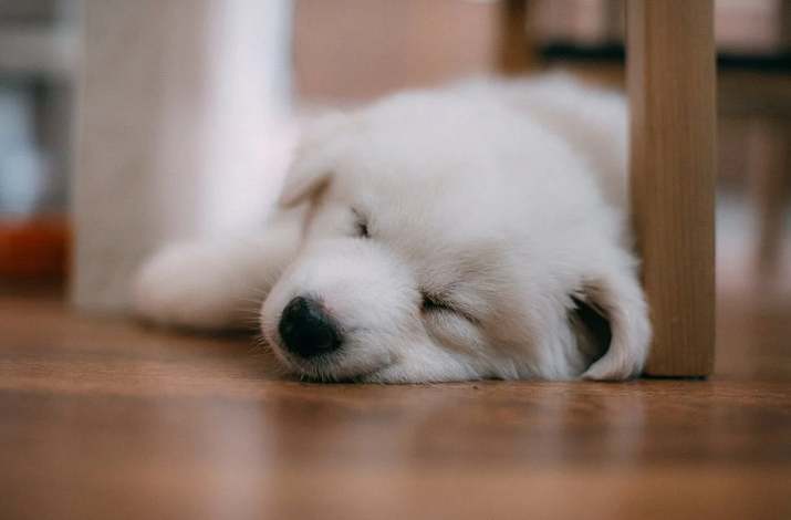 sleep